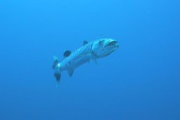 20011011_2_Shaab_Sharm_0032
